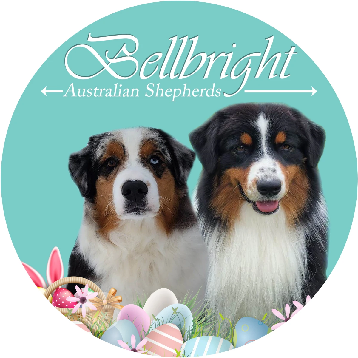 Bellbright Australian Shepherds