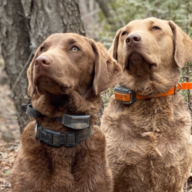 Red Dog Kennel Chesapeake Bay Retrievers
