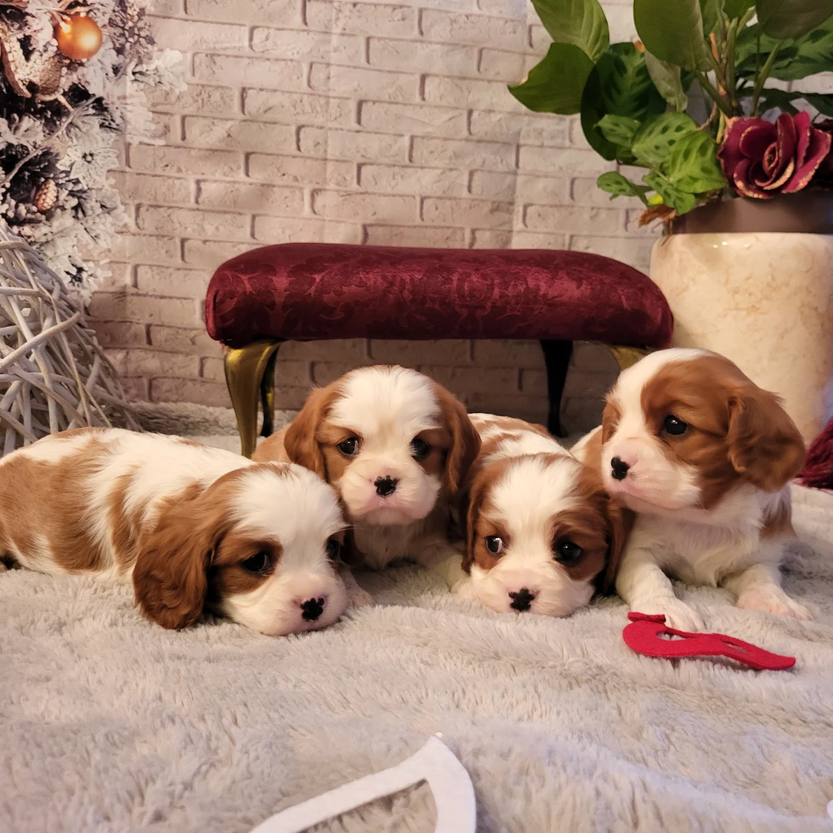 Golden Paw Cavaliers