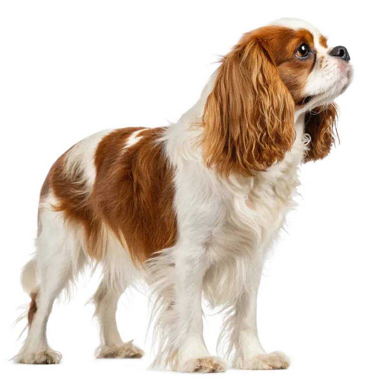 Cavalier King Charles Spaniel photo