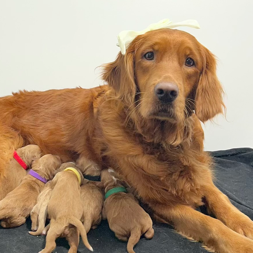 Lakewood Ranch Doodles