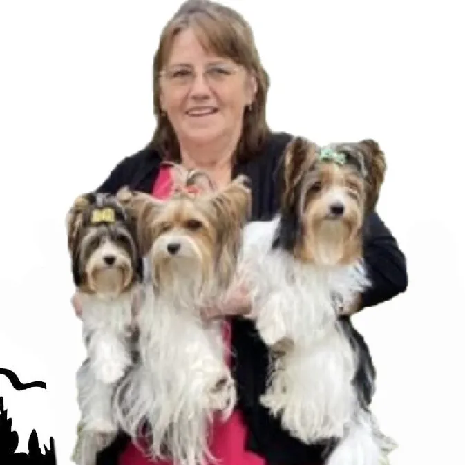 Exquisite Biewer Terriers