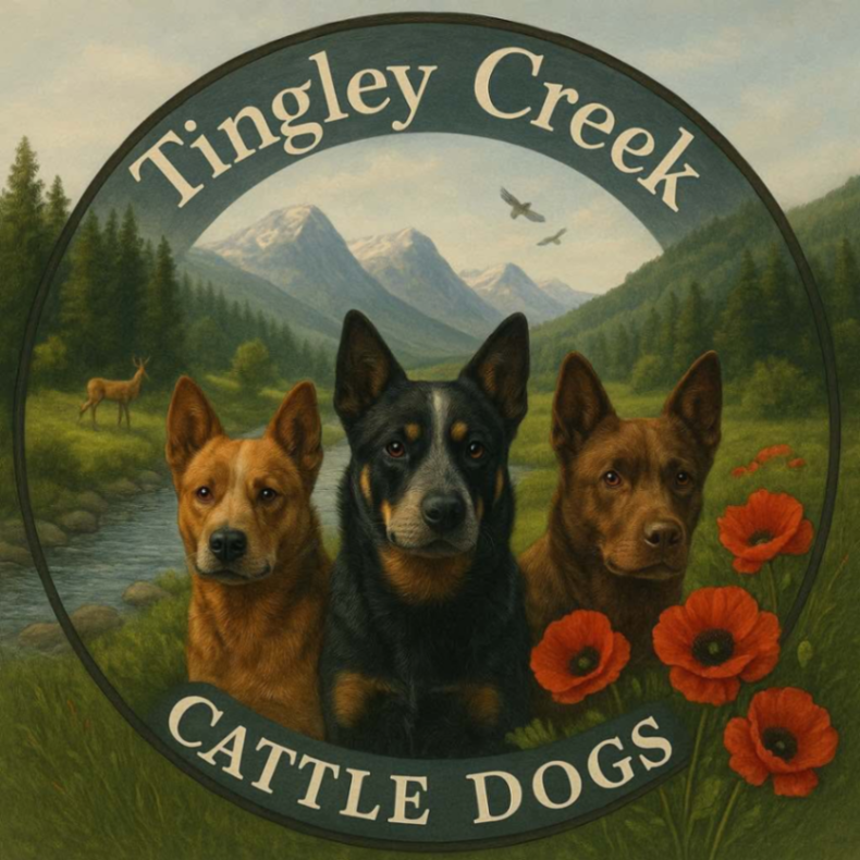 Tingley Creek Cattle Dogs