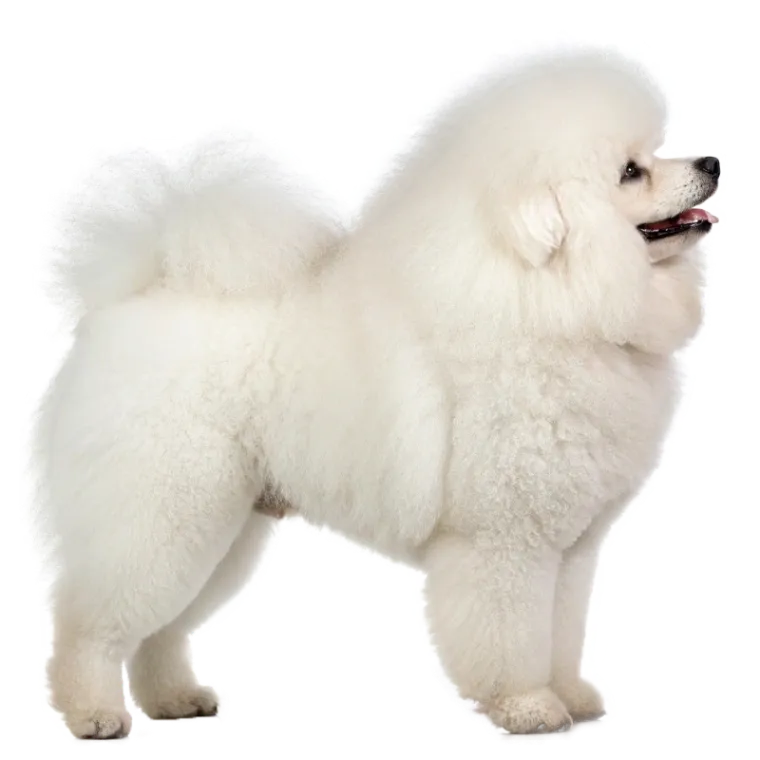 Bichon Frise photo