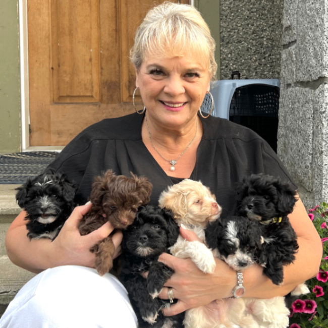 Vancouver Aussiedoodles