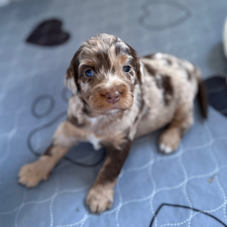 Caistor Creek Spaniels