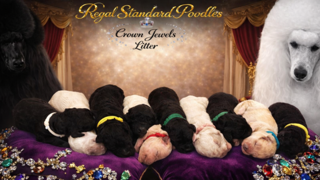 Crown Jewels litter born March 22/26