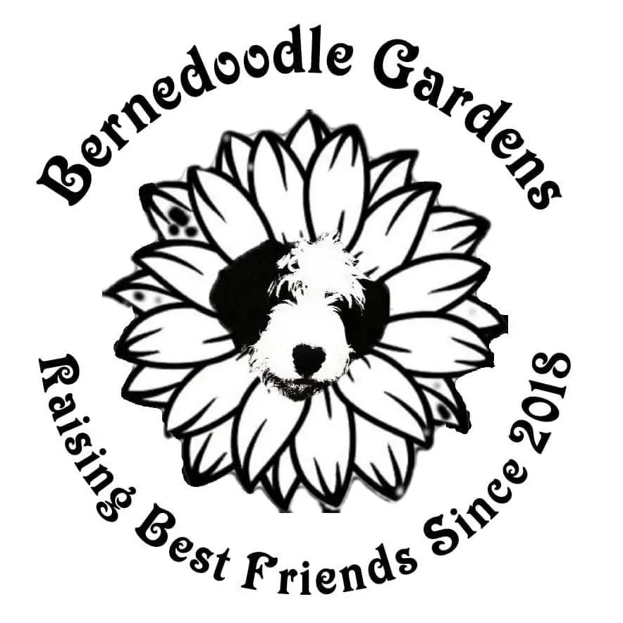 Bernedoodle Gardens