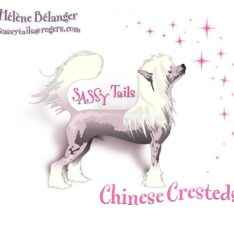Sassytails Perm Reg'd Chinese Cresteds