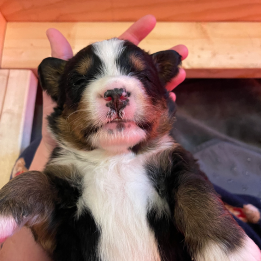 Sennenhund Acres Bernese Mountain Dogs