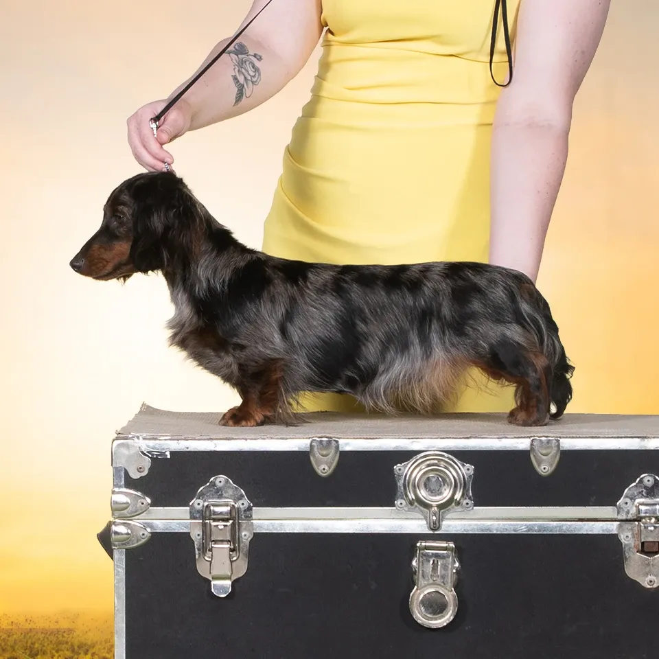 Astraea Dachshunds