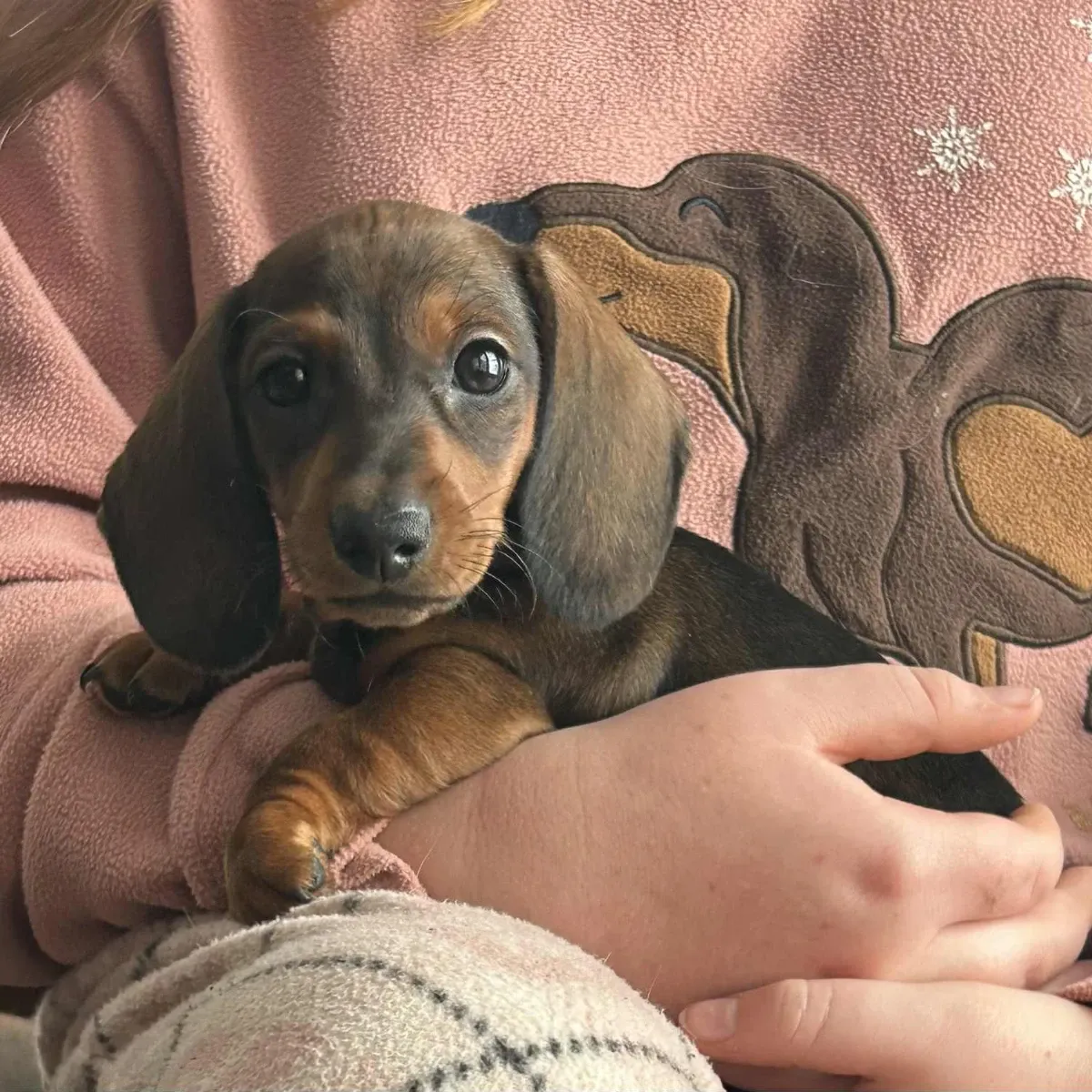 Disguise Permanent Registered