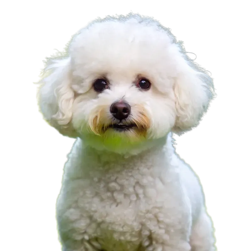 Bichon Frise