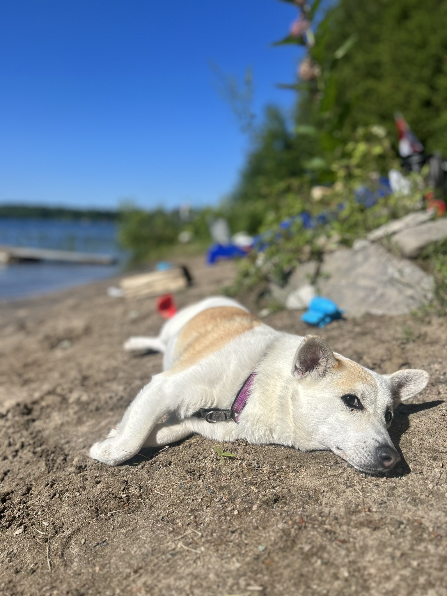 Corgi puppy named Addie laying on the beach