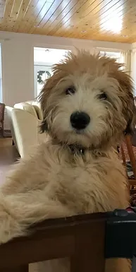 aussiedoodle dog