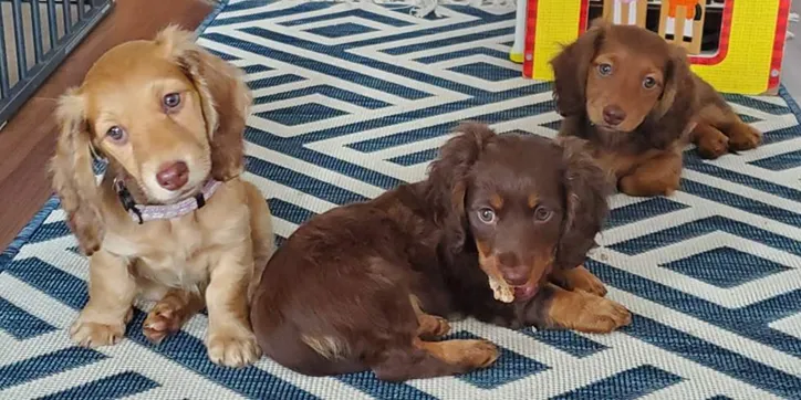 Long haired dachshunds