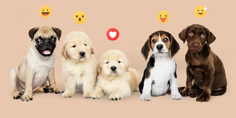 pups with emojis