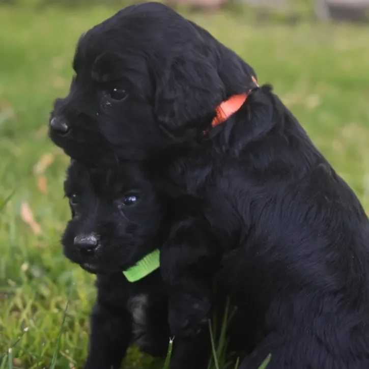two black puppies