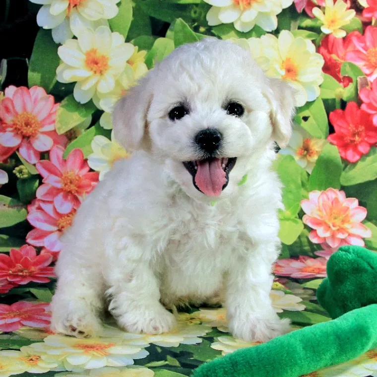 Bichon frise puppy with flowers