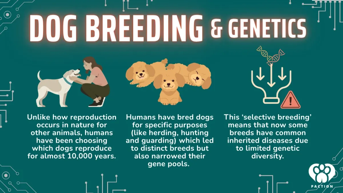 Genetics: Role in Dog Breeding