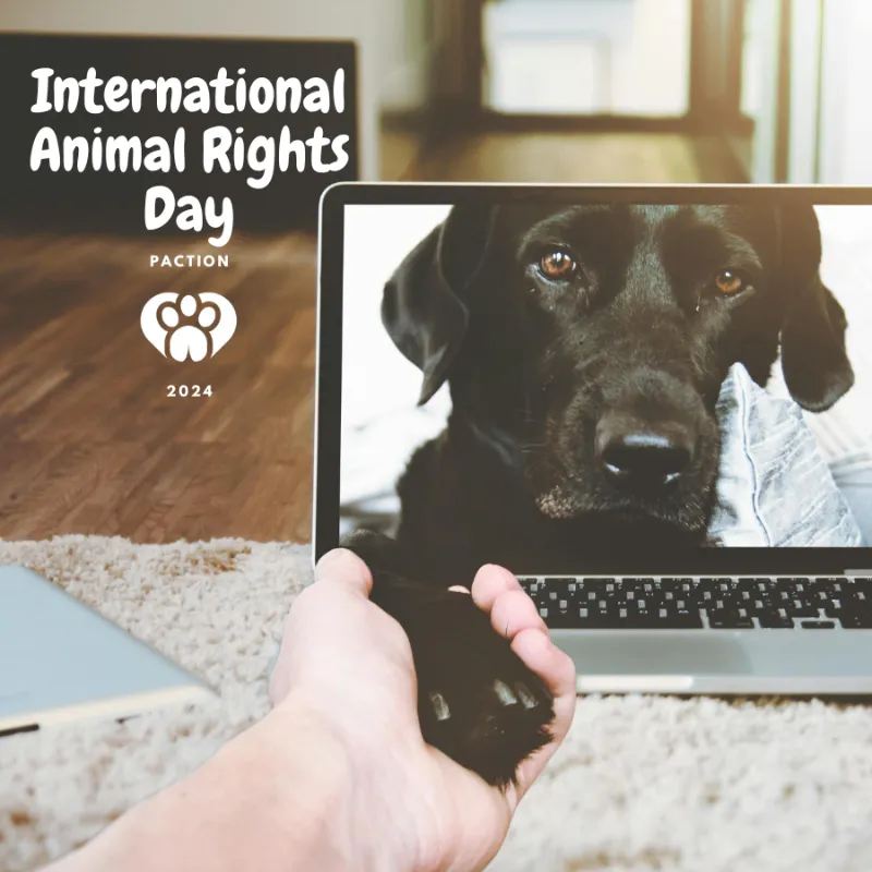 How Do You Get a Puppy and Support Animal Rights? | Paction