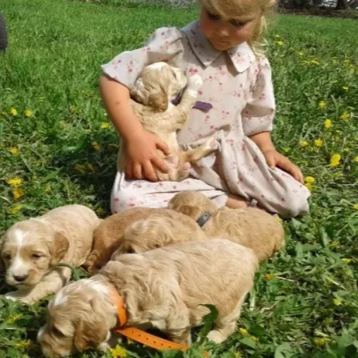 little girl with puppies