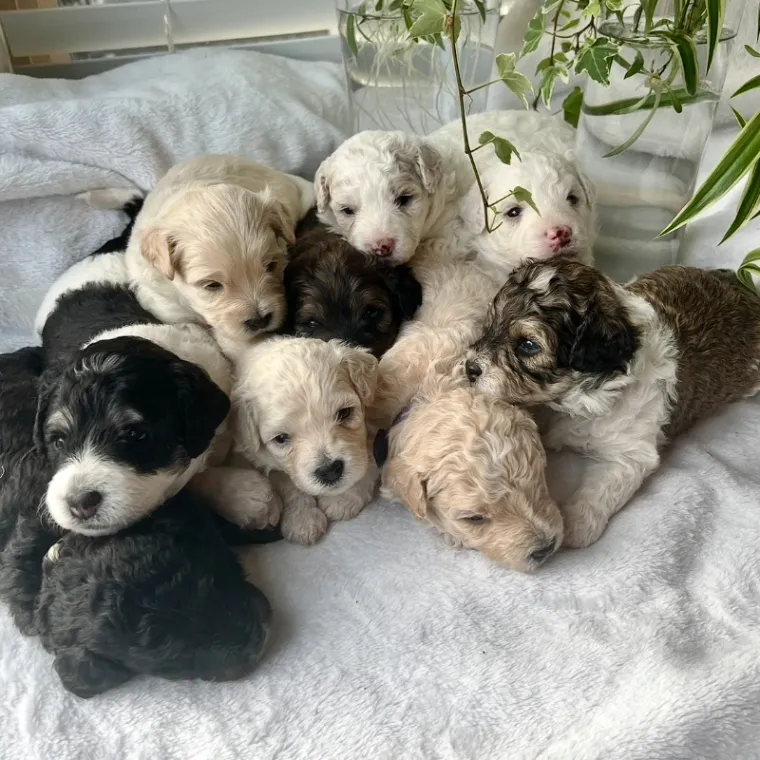 Litter of puppies with beautiful markings