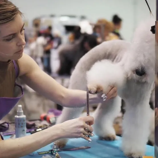 Woman grooming a poodle