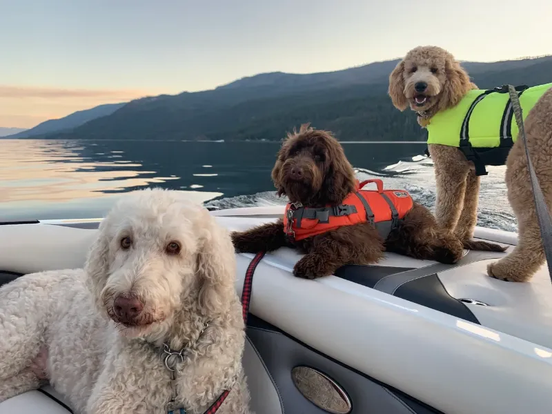 doodles on a boat in british columbia