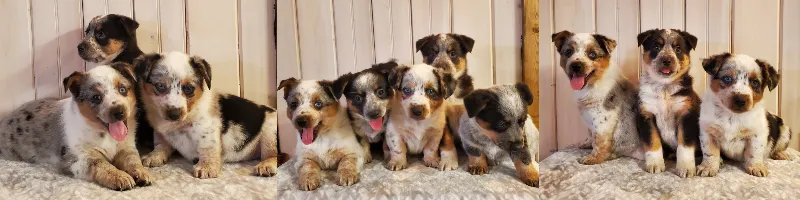 a bunch of puppies with unique coats