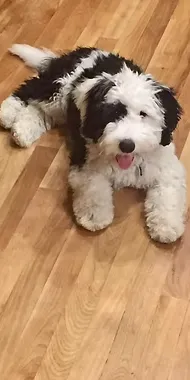 Australian labradoodle