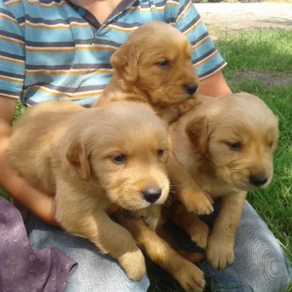 little puppies on the lawn