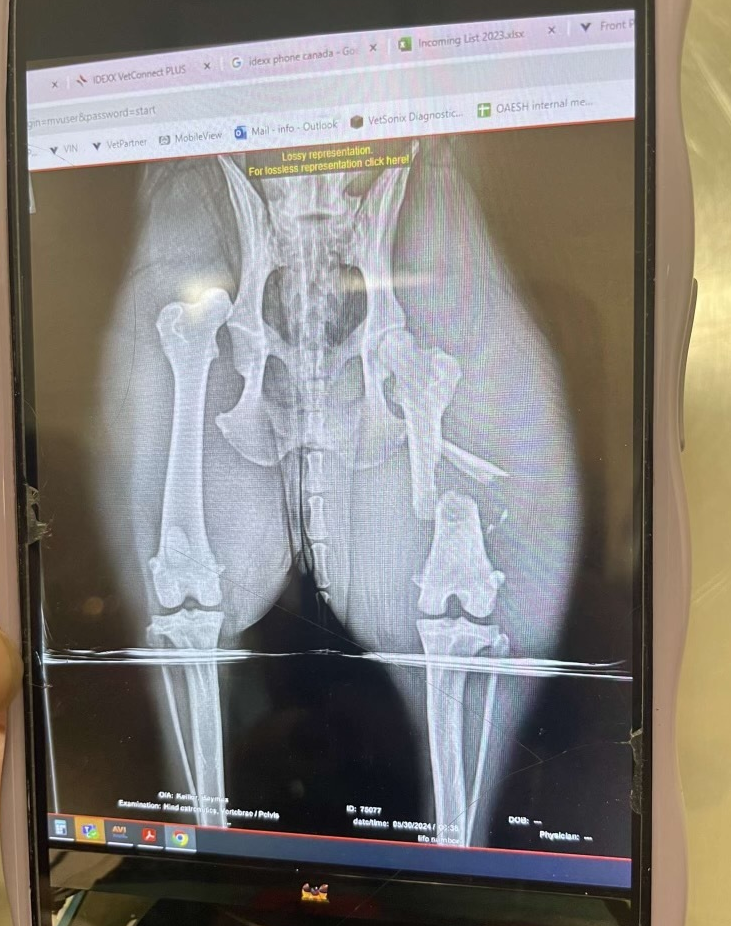 Xray of my dogs broken femur and popped socket