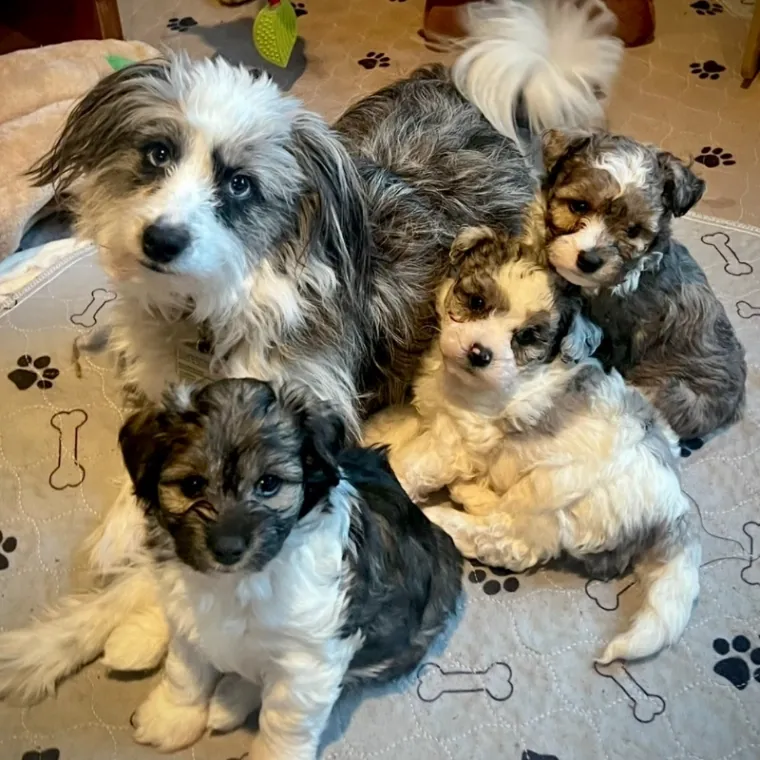 Aussiedoodle pups with their dam