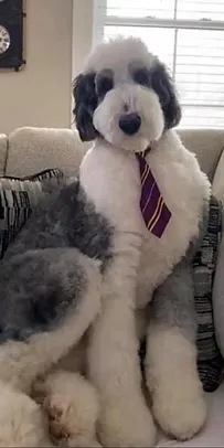 Aussiedoodle with a tie on