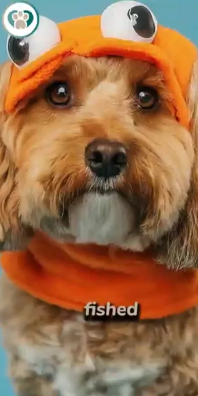How to spot a puppy scam video preview