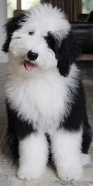 Aussiedoodle dog
