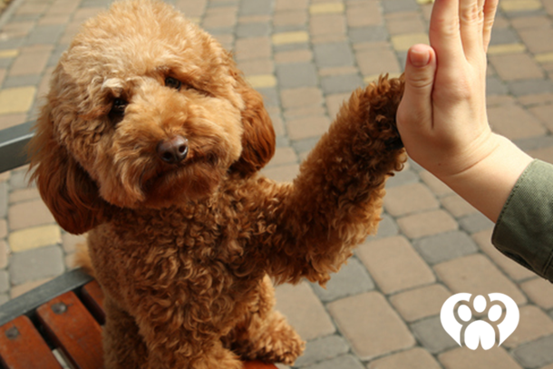 Dog Breed Matchmaker