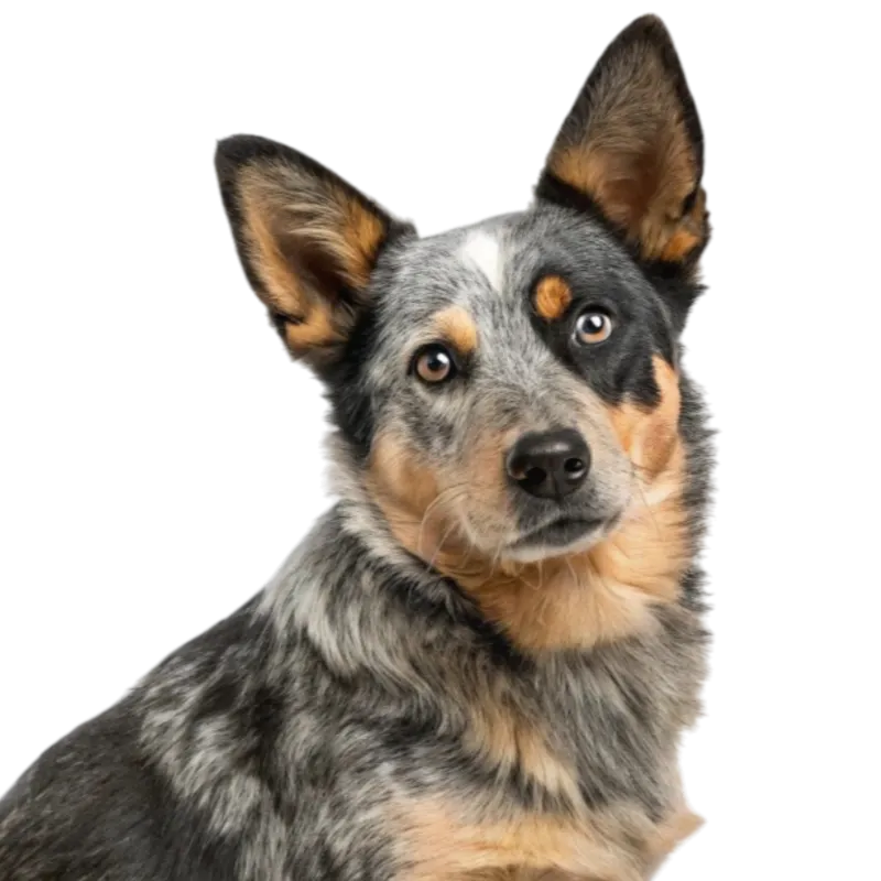 Cowboy Corgi