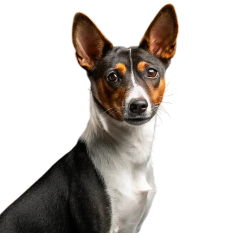 Basenji