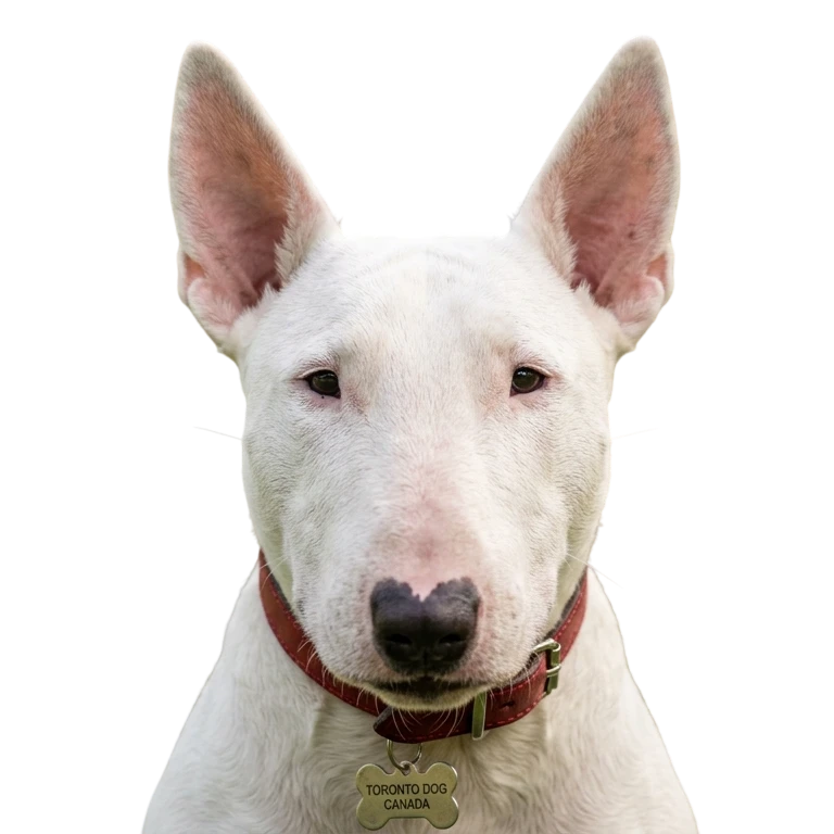 Mini Bull Terrier