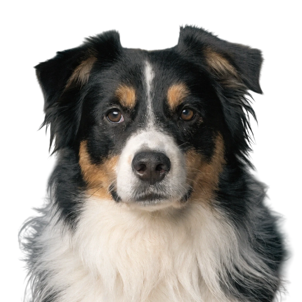 Miniature American Shepherd photo