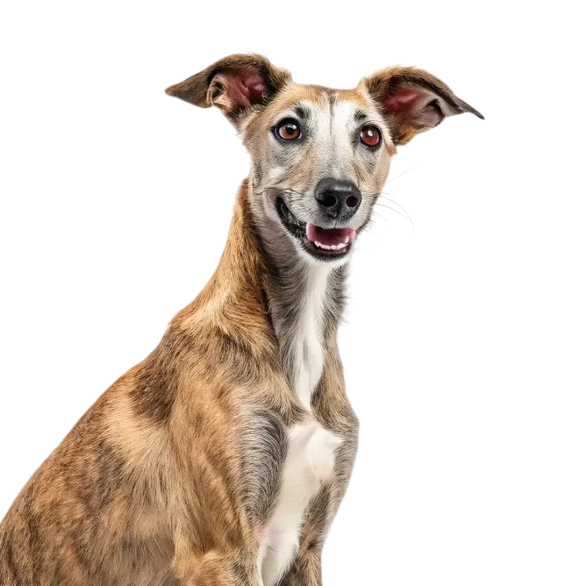 Lurcher