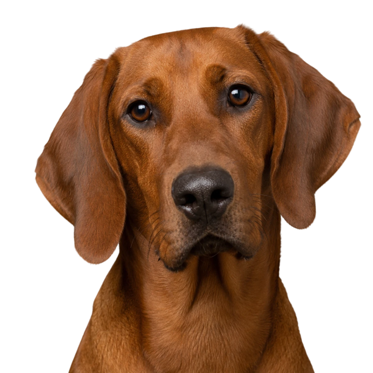 Redbone Coonhound