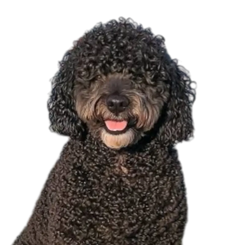 Barbet