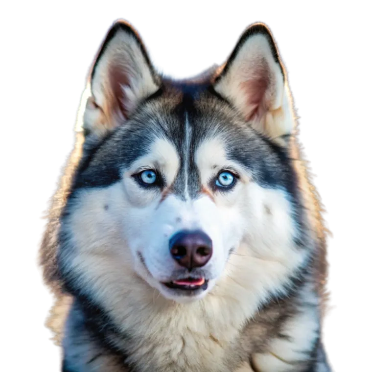 Siberian Husky