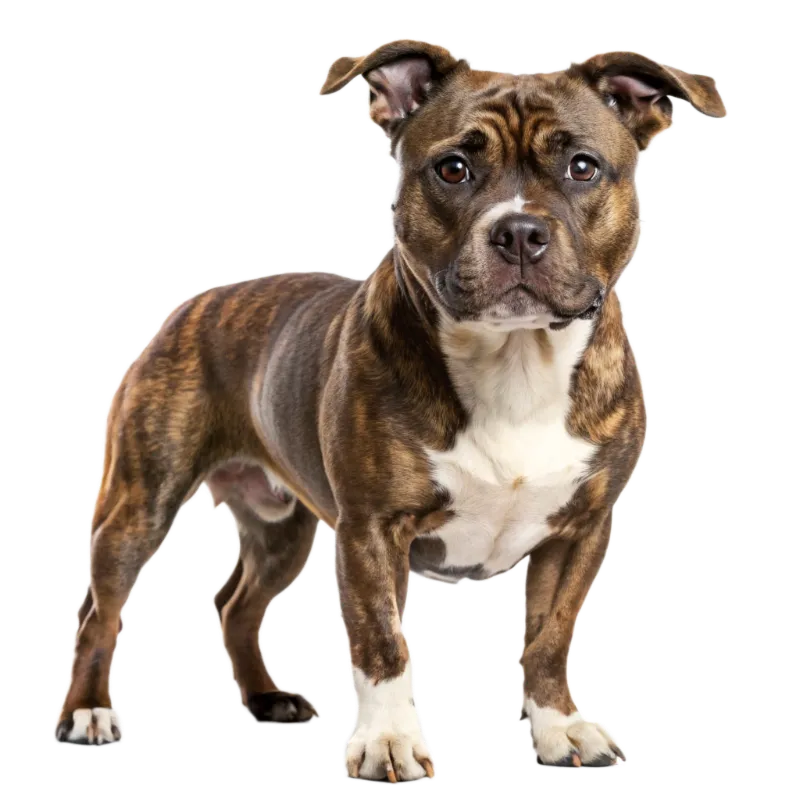 Staffordshire Bull Terrier