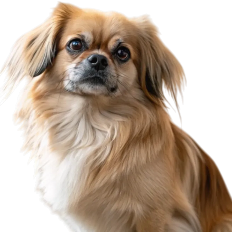 Tibetan Spaniel