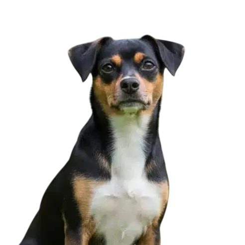 Boglen Terrier