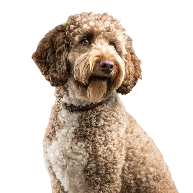Spanish Water Dog